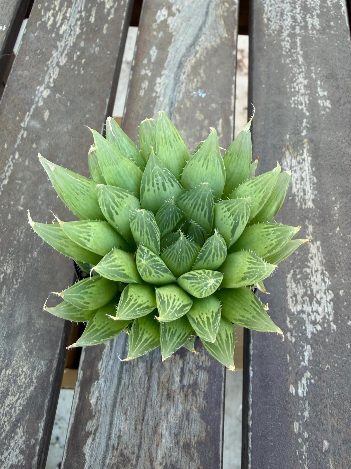 Haworthia cooperi 2" | Rare Transparent Succulent | Crystal Window Plant | Live Indoor Succulent | Easy Care Houseplant | Drought‑Tolerant