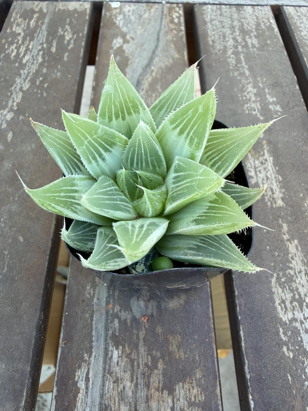 Haworthia retusa ‘White Ghost’ 2"| Rare Variegated Succulent | Collector’s White Haworthia | Live Indoor Plant | Drought‑Tolerant