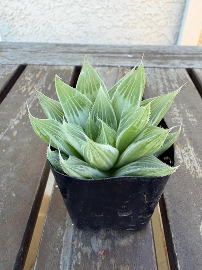 Haworthia retusa ‘White Ghost’ 2"| Rare Variegated Succulent | Collector’s White Haworthia | Live Indoor Plant | Drought‑Tolerant