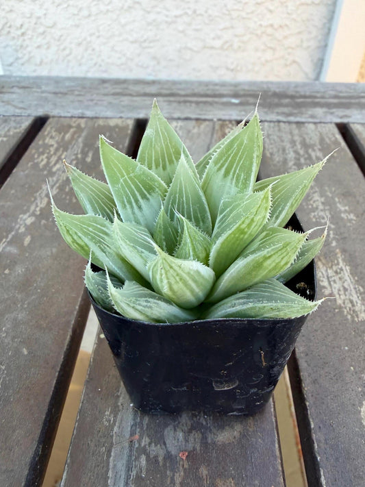 Haworthia retusa ‘White Ghost’ 2"| Rare Variegated Succulent | Collector’s White Haworthia | Live Indoor Plant | Drought‑Tolerant