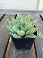 Haworthia retusa ‘White Ghost’ 2"| Rare Variegated Succulent | Collector’s White Haworthia | Live Indoor Plant | Drought‑Tolerant