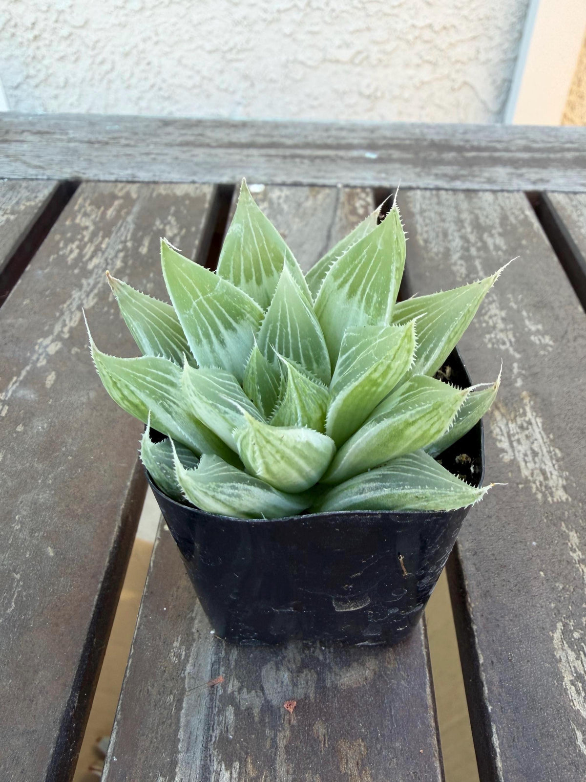 Haworthia retusa ‘White Ghost’ 2"| Rare Variegated Succulent | Collector’s White Haworthia | Live Indoor Plant | Drought‑Tolerant