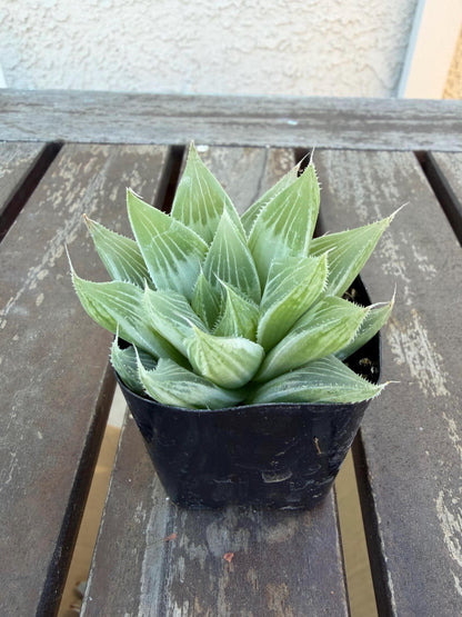 Haworthia retusa ‘White Ghost’ 2"| Rare Variegated Succulent | Collector’s White Haworthia | Live Indoor Plant | Drought‑Tolerant