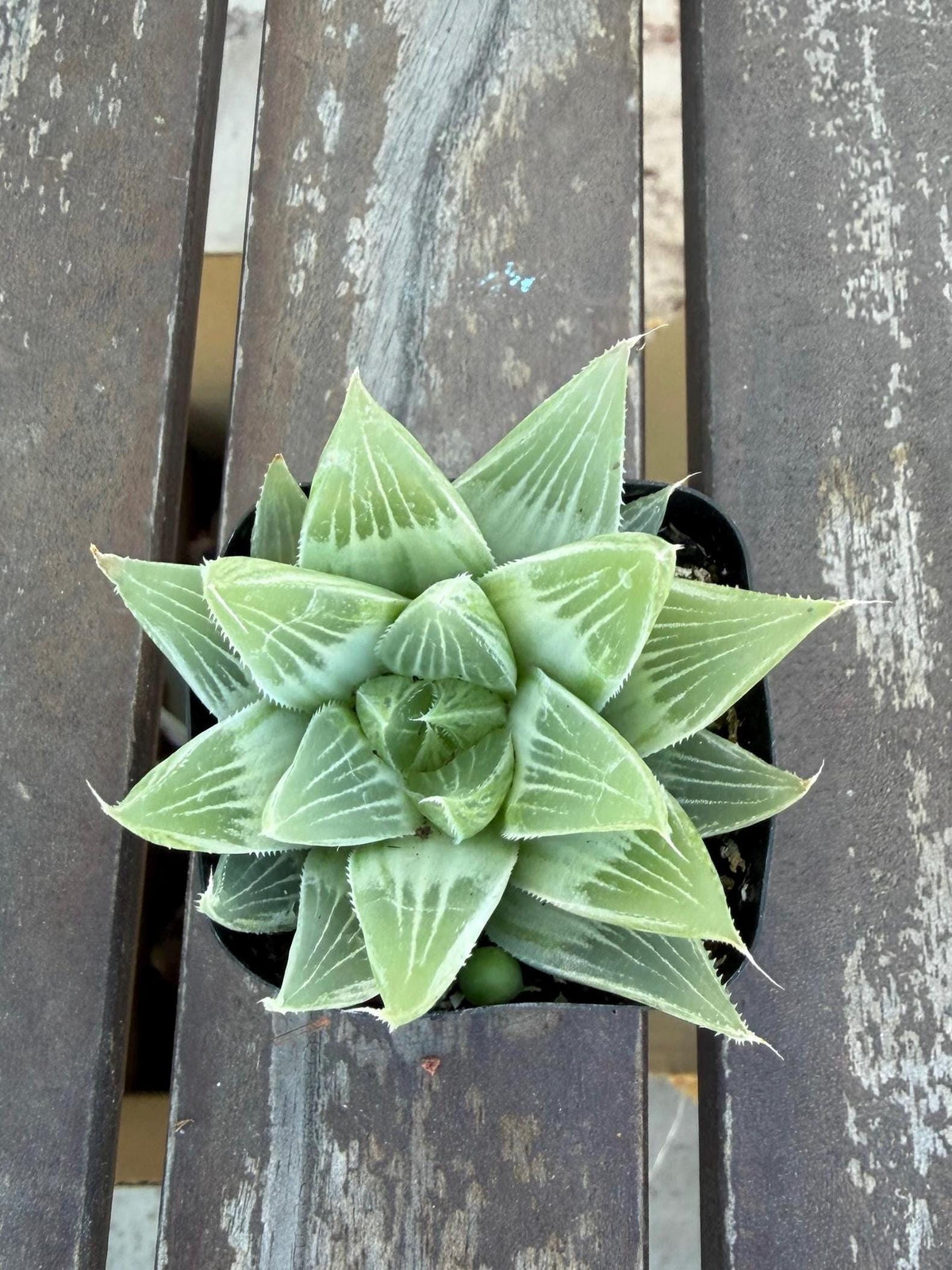 Haworthia retusa ‘White Ghost’ 2"| Rare Variegated Succulent | Collector’s White Haworthia | Live Indoor Plant | Drought‑Tolerant