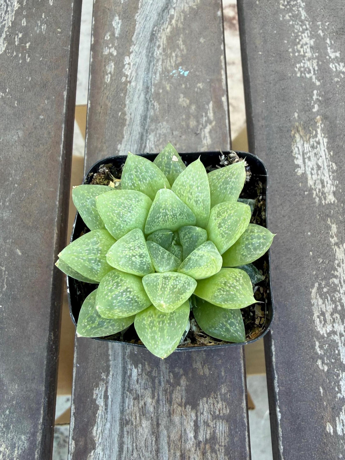 Haworthia turgida var. pallidifolia 2" | Rare Transparent Succulent | Live Indoor Plant | Easy Care Windowed Haworthia | Drought‑Tolerant