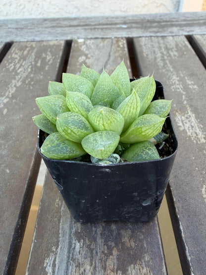 Haworthia turgida var. pallidifolia 2" | Rare Transparent Succulent | Live Indoor Plant | Easy Care Windowed Haworthia | Drought‑Tolerant