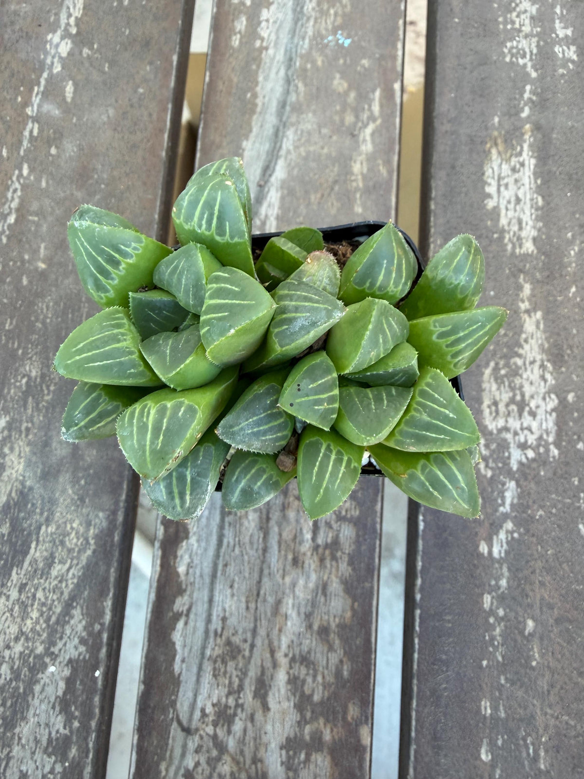 Haworthia mutica 2"| Rare Sculpted Succulent | Smooth Rosette Haworthia | Live Indoor Plant | Drought‑Tolerant Collector Succulent