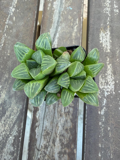 Haworthia mutica 2"| Rare Sculpted Succulent | Smooth Rosette Haworthia | Live Indoor Plant | Drought‑Tolerant Collector Succulent