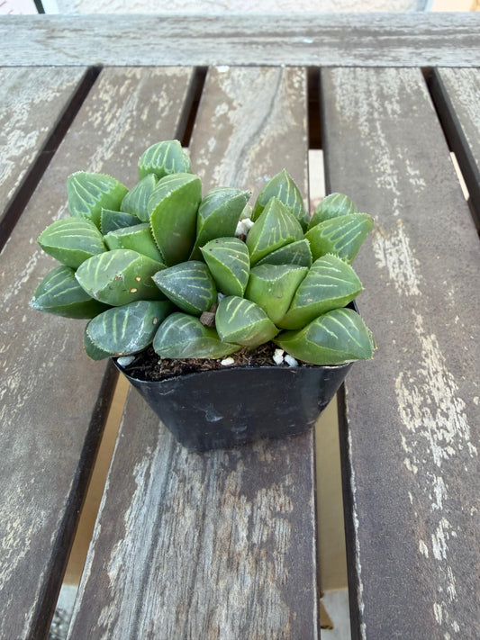 Haworthia mutica 2"| Rare Sculpted Succulent | Smooth Rosette Haworthia | Live Indoor Plant | Drought‑Tolerant Collector Succulent
