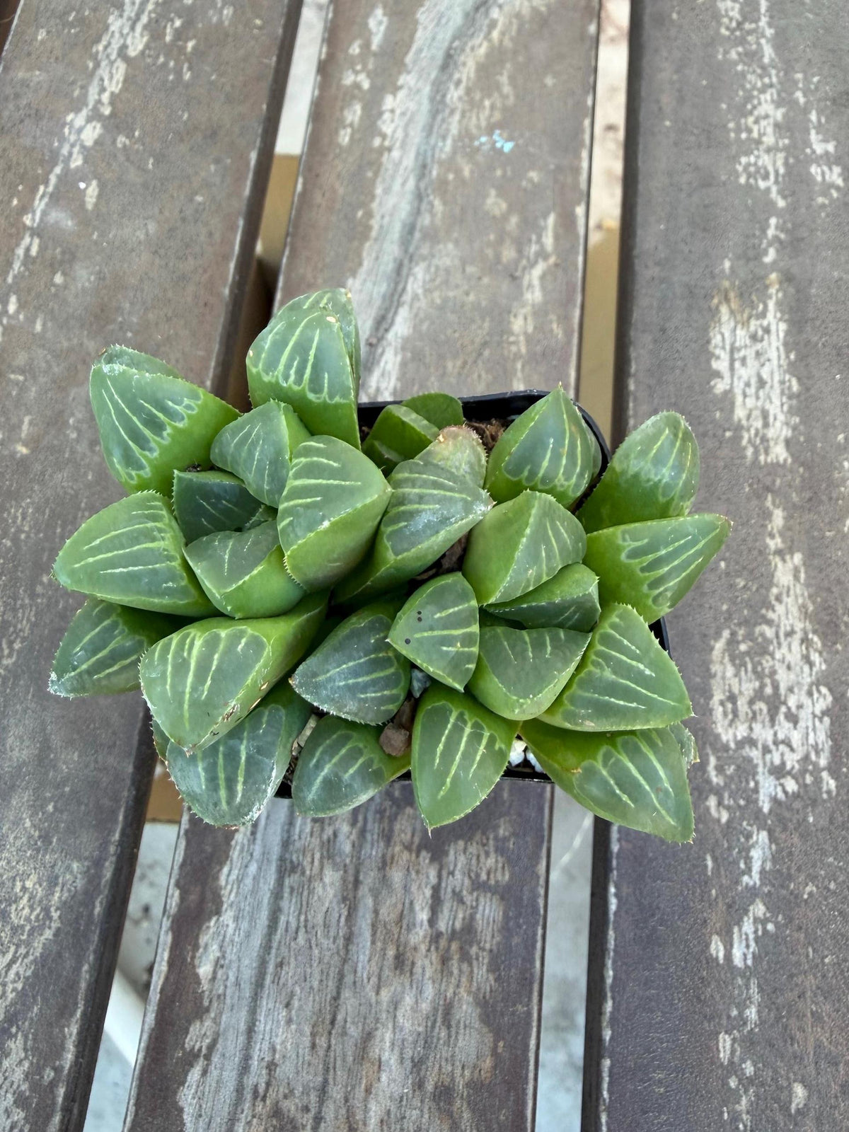 Haworthia mutica 2"| Rare Sculpted Succulent | Smooth Rosette Haworthia | Live Indoor Plant | Drought‑Tolerant Collector Succulent