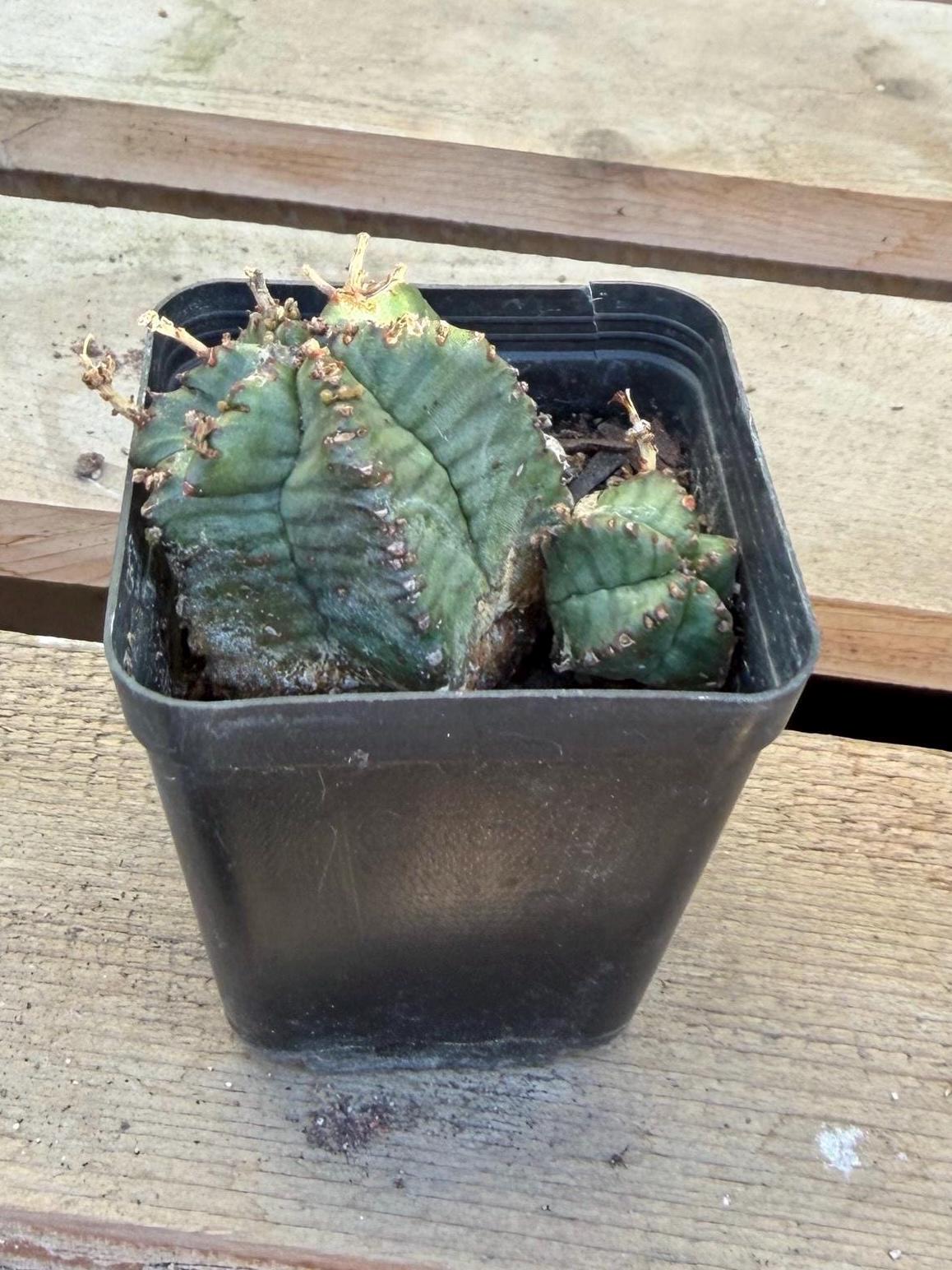 Euphorbia horrida – 2” Cactus | Rare Spiny Blue‑Green Euphorbia | Live Cactus Plant | Drought‑Tolerant Desert Plant