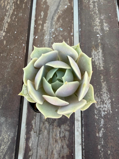 Echeveria Lola 2” Succulent Rosette | Live Succulent