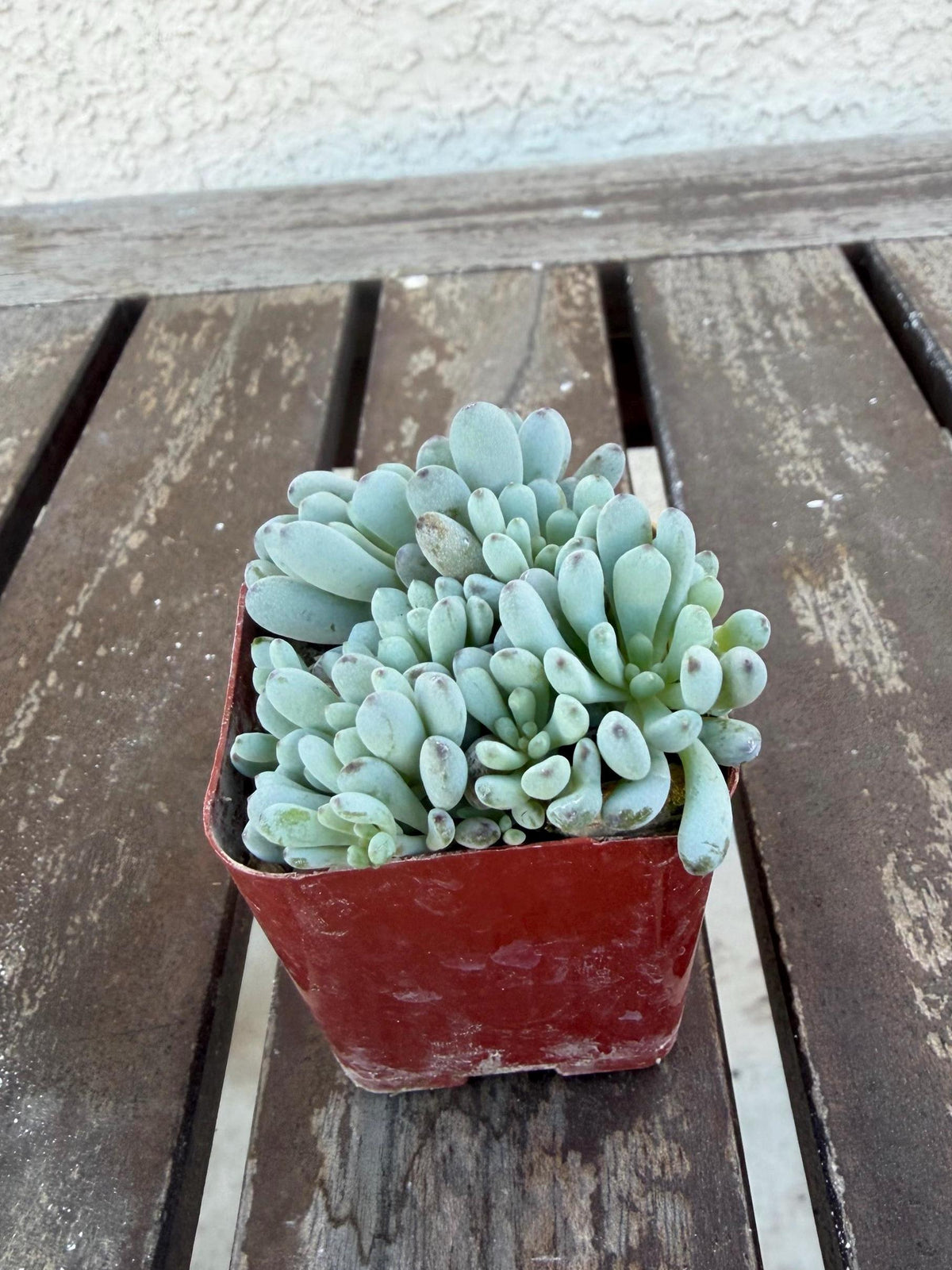 Graptopetalum Pachyphyllum | Blue Bean Succulent | Live 2” Succulent