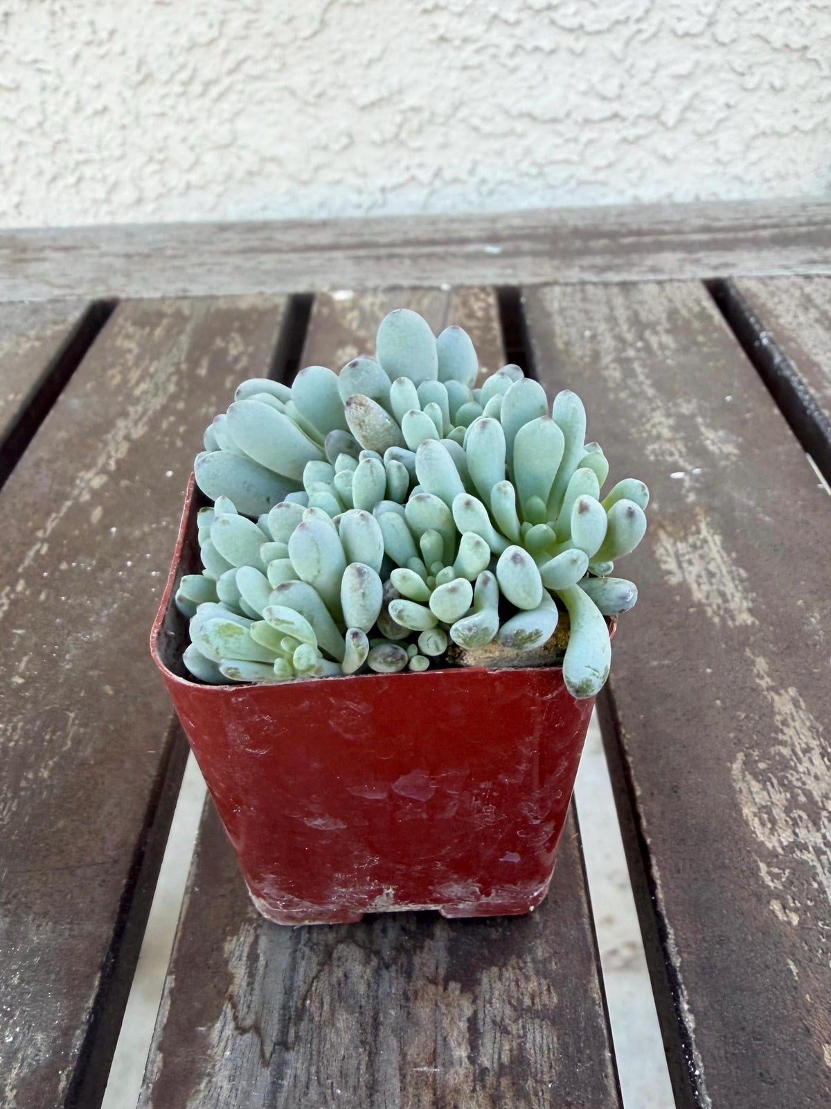 Graptopetalum Pachyphyllum | Blue Bean Succulent | Live 2” Succulent