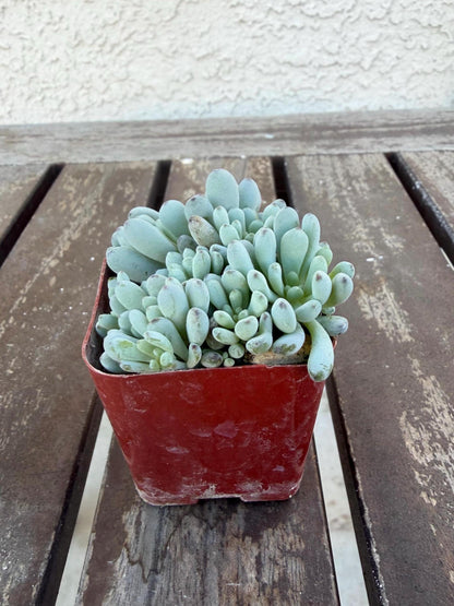 Graptopetalum Pachyphyllum | Blue Bean Succulent | Live 2” Succulent