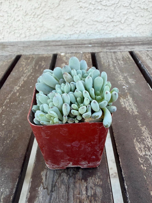 Graptopetalum Pachyphyllum | Blue Bean Succulent | Live 2” Succulent