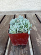 Graptopetalum Pachyphyllum | Blue Bean Succulent | Live 2” Succulent
