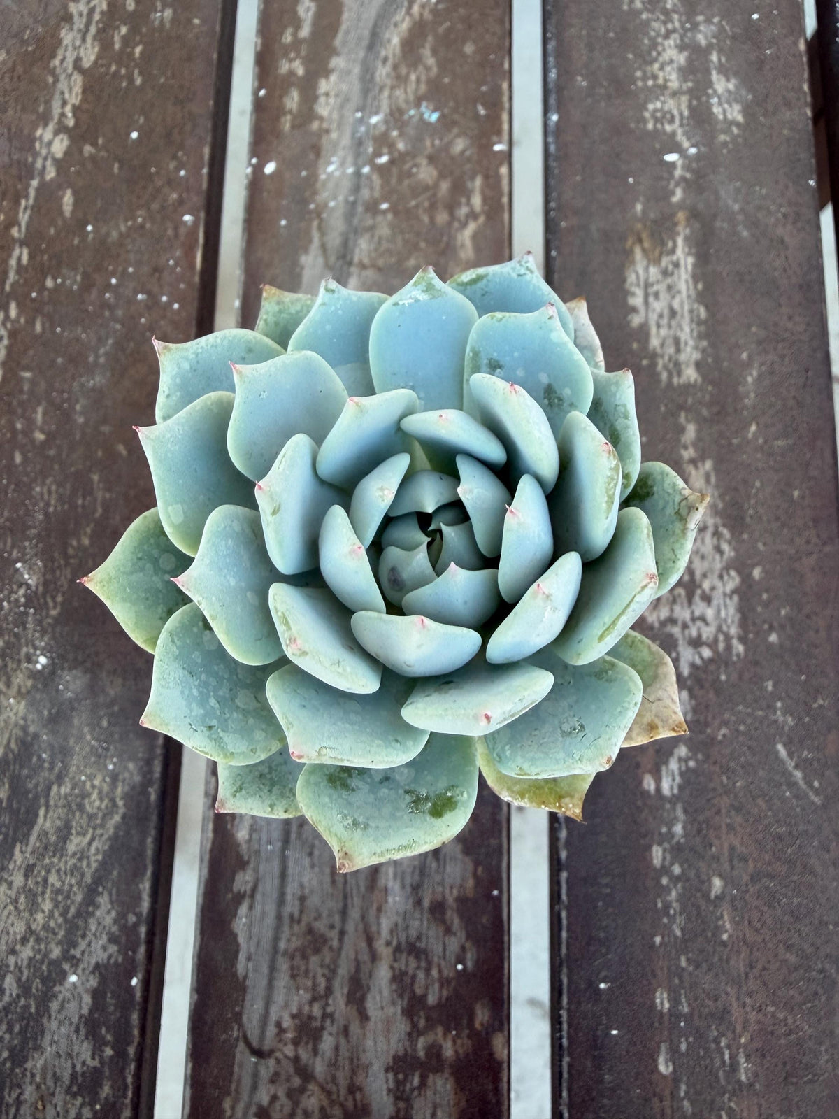 Echeveria Minima 2” | Mini Blue Succulent | Rare Rosette Plant | Live Succulent | Easy Care Indoor Plant | Cluster‑Forming Echeveria