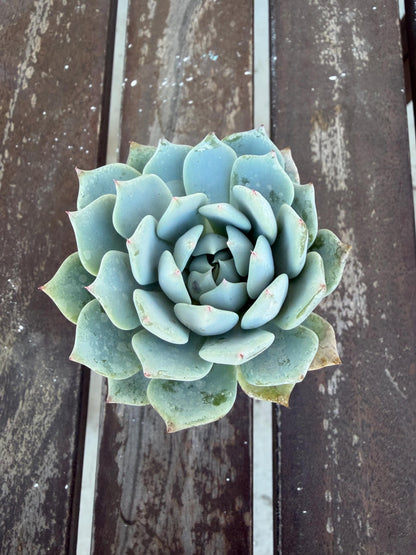 Echeveria Minima 2” | Mini Blue Succulent | Rare Rosette Plant | Live Succulent | Easy Care Indoor Plant | Cluster‑Forming Echeveria