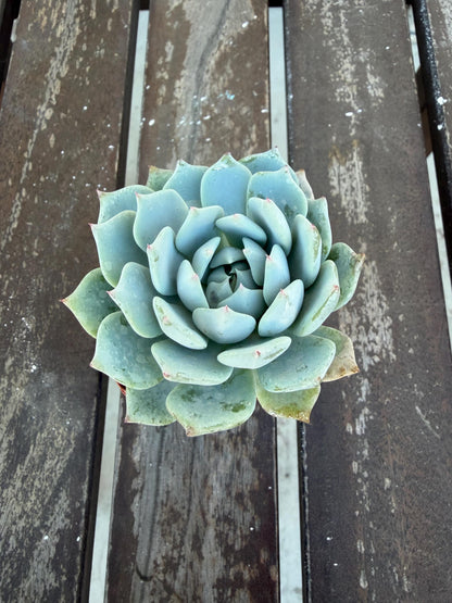 Echeveria Minima 2” | Mini Blue Succulent | Rare Rosette Plant | Live Succulent | Easy Care Indoor Plant | Cluster‑Forming Echeveria