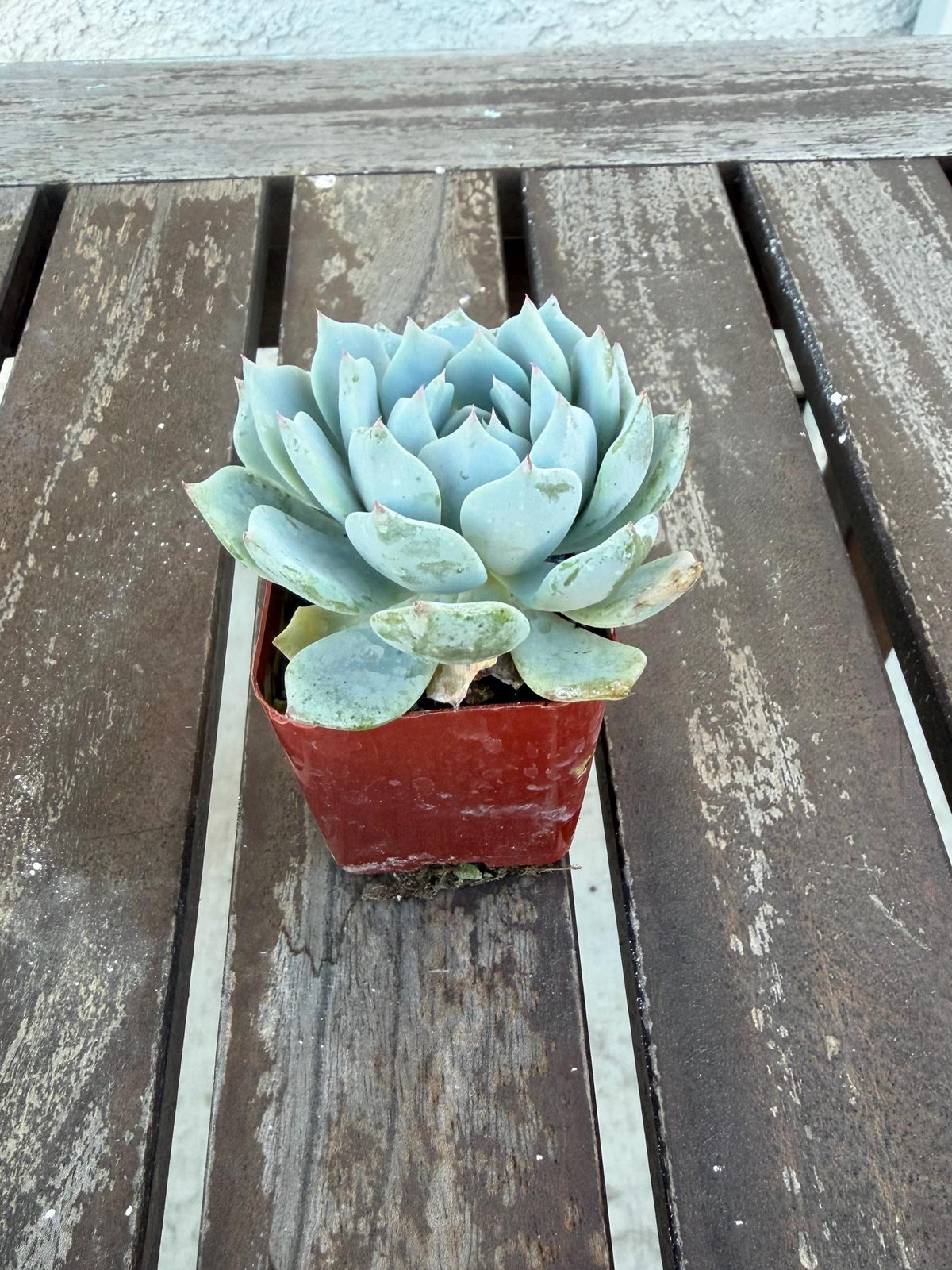 Echeveria Minima 2” | Mini Blue Succulent | Rare Rosette Plant | Live Succulent | Easy Care Indoor Plant | Cluster‑Forming Echeveria