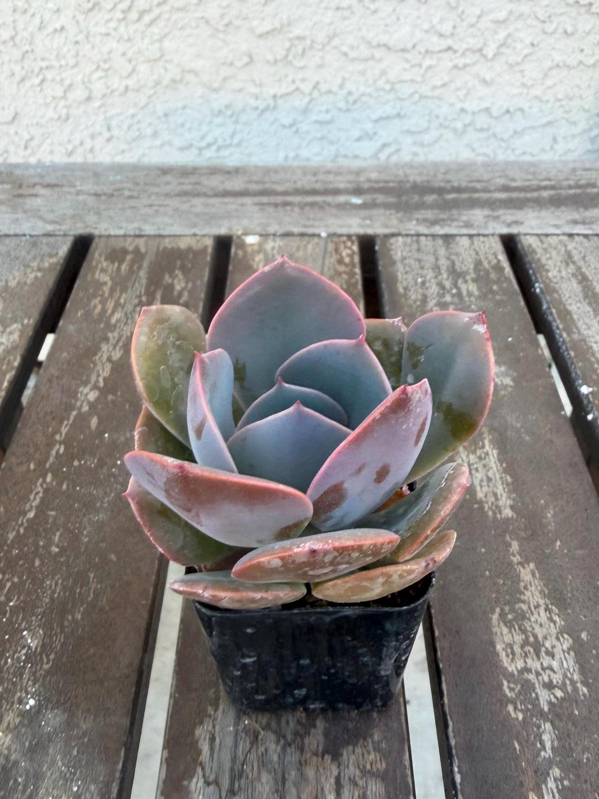 Echeveria “Dusty Rose” – 2” Rosette Succulent | Soft Pink Color | Pet‑Safe & Easy Care