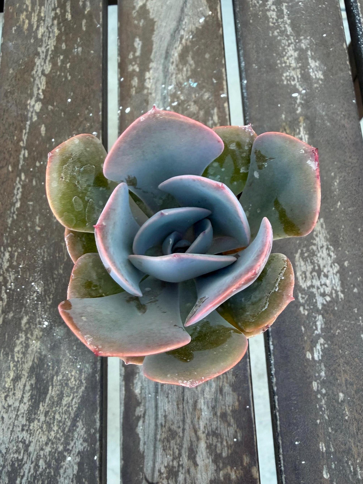 Echeveria “Dusty Rose” – 2” Rosette Succulent | Soft Pink Color | Pet‑Safe & Easy Care