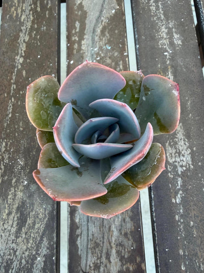 Echeveria “Dusty Rose” – 2” Rosette Succulent | Soft Pink Color | Pet‑Safe & Easy Care