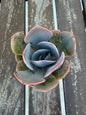 Echeveria “Dusty Rose” – 2” Rosette Succulent | Soft Pink Color | Pet‑Safe & Easy Care