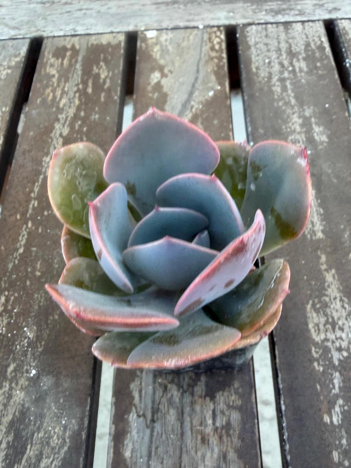 Echeveria “Dusty Rose” – 2” Rosette Succulent | Soft Pink Color | Pet‑Safe & Easy Care