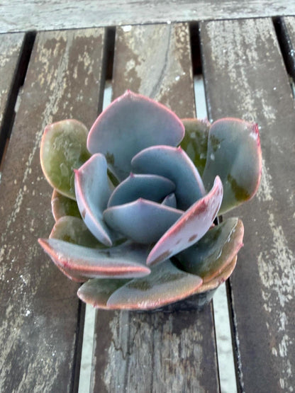 Echeveria “Dusty Rose” – 2” Rosette Succulent | Soft Pink Color | Pet‑Safe & Easy Care