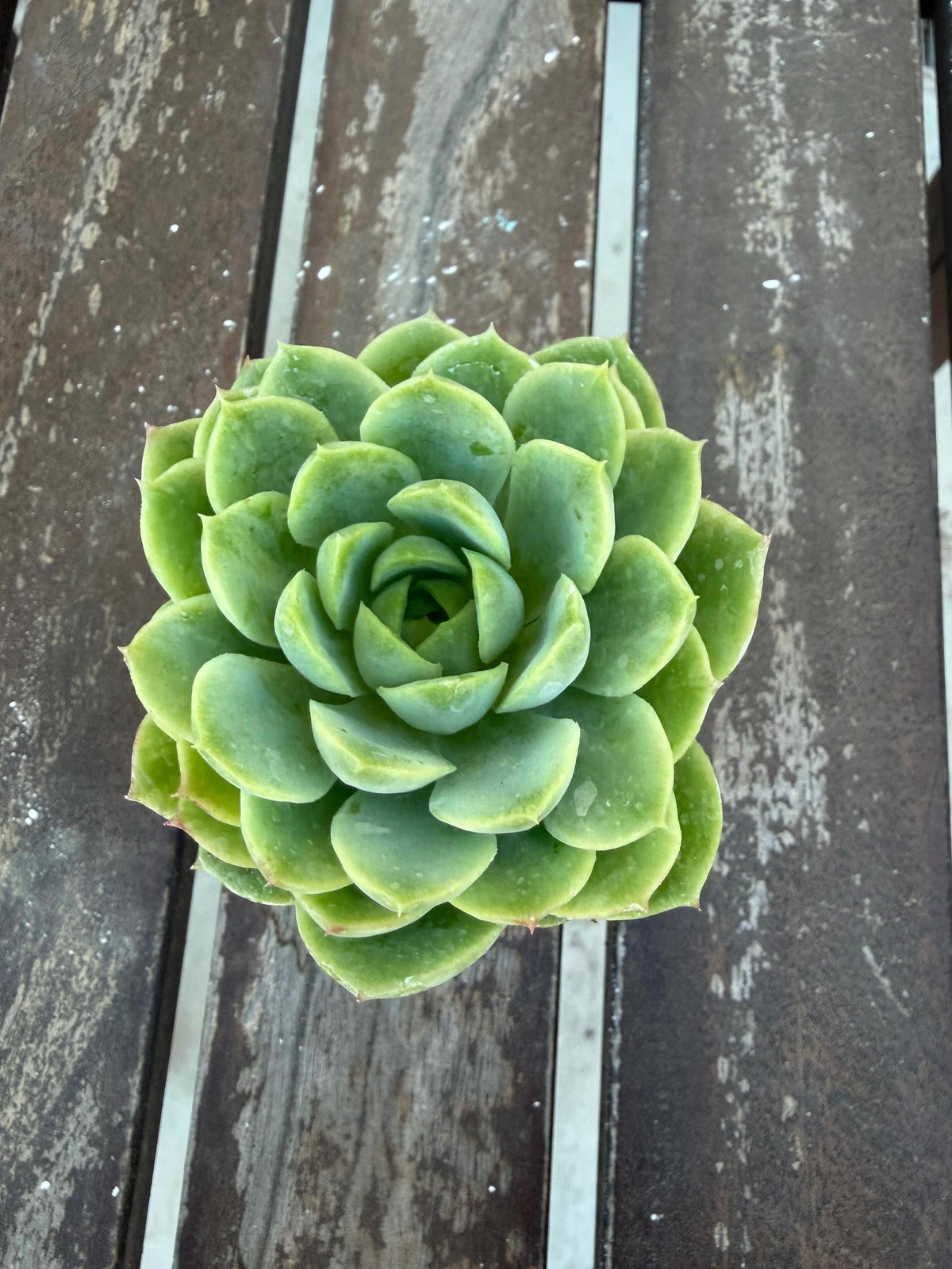 Echeveria Lime n’ Chile 2” | Bright Lime Succulent | Rare Rosette Plant | Live Succulent | Easy Care Indoor Plant | Colorful Echeveria