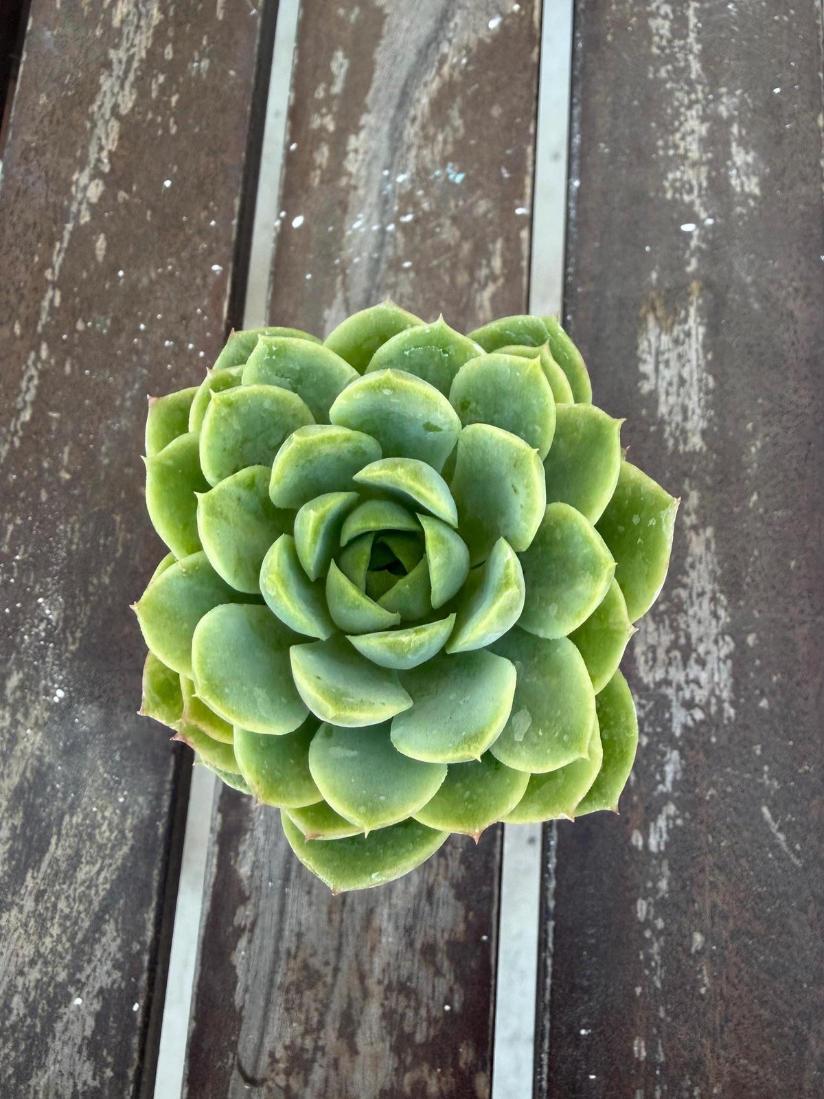 Echeveria Lime n’ Chile 2” | Bright Lime Succulent | Rare Rosette Plant | Live Succulent | Easy Care Indoor Plant | Colorful Echeveria