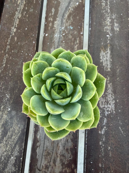 Echeveria Lime n’ Chile 2” | Bright Lime Succulent | Rare Rosette Plant | Live Succulent | Easy Care Indoor Plant | Colorful Echeveria