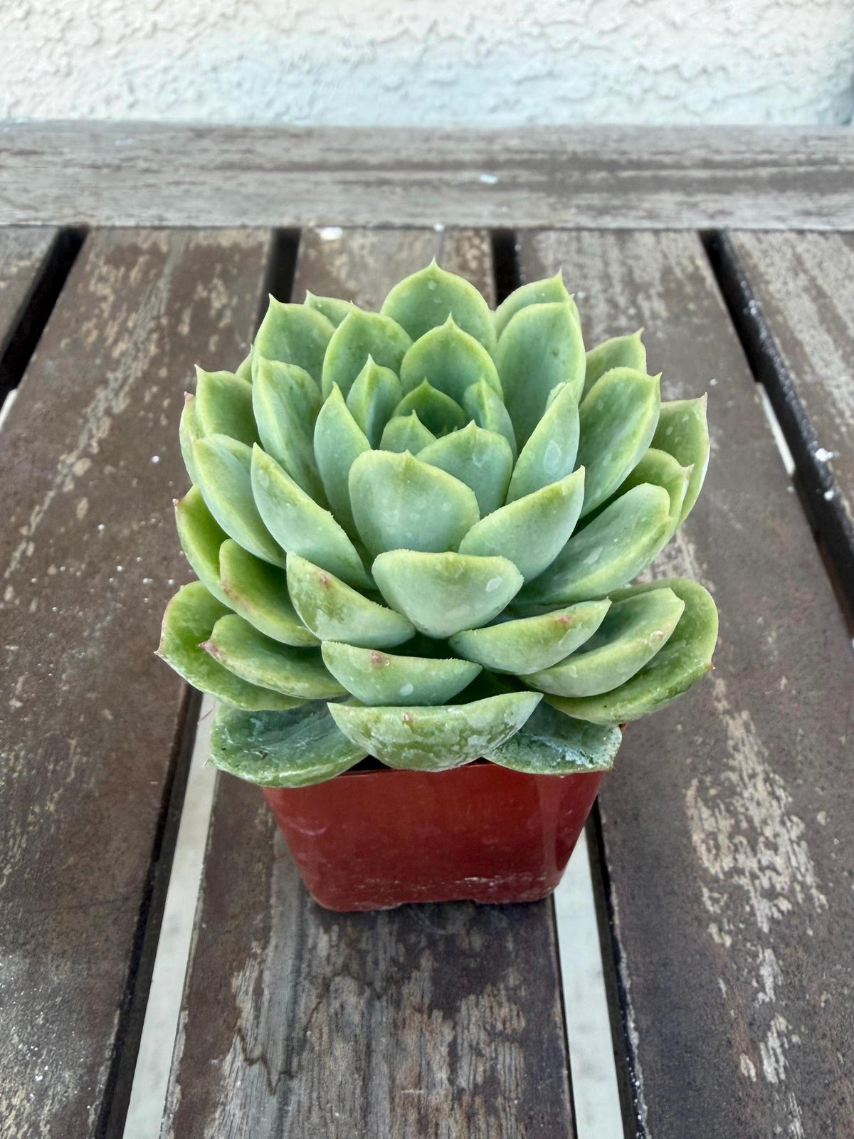 Echeveria Lime n’ Chile 2” | Bright Lime Succulent | Rare Rosette Plant | Live Succulent | Easy Care Indoor Plant | Colorful Echeveria