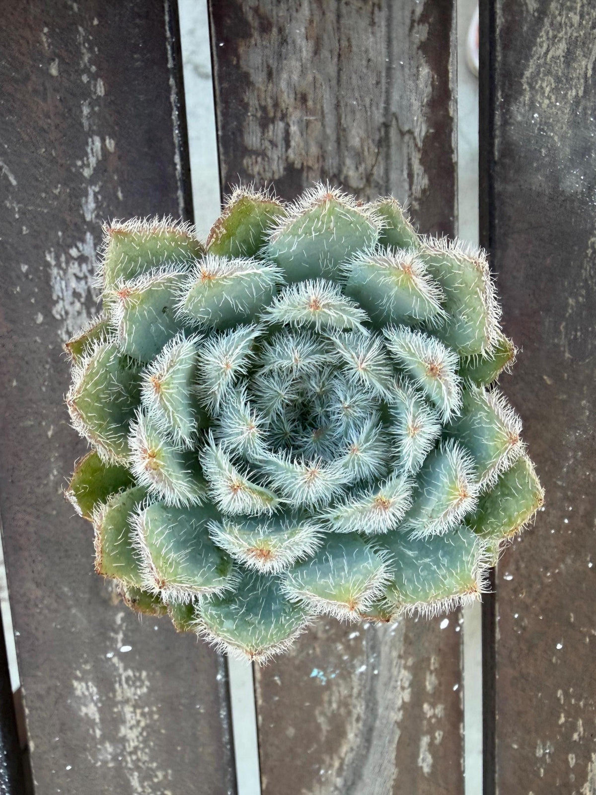 Echeveria Setosa Fuzzy Succulent Rosette | Hairy Blue Live Plant (2-inch Pot)