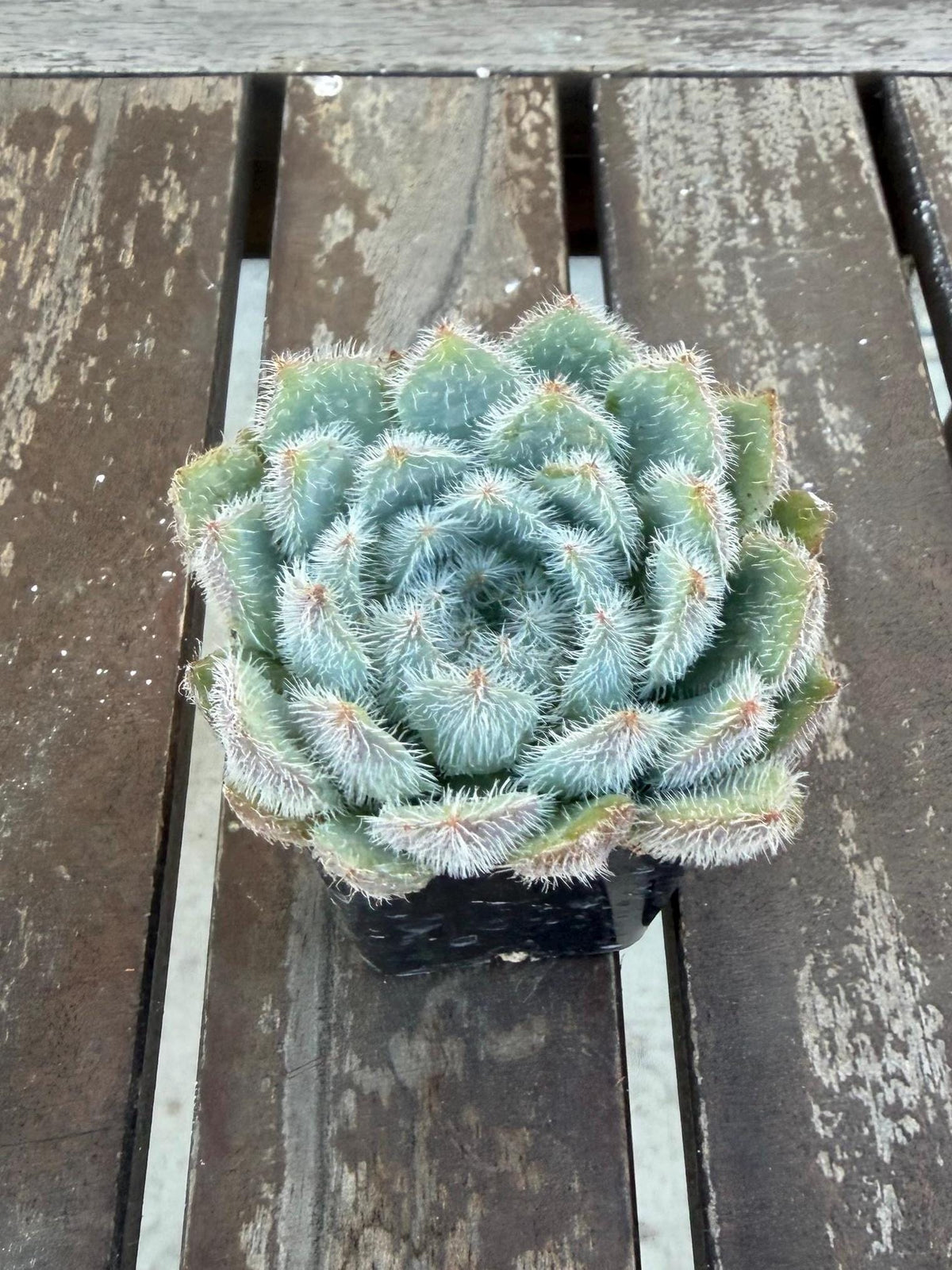 Echeveria Setosa Fuzzy Succulent Rosette | Hairy Blue Live Plant (2-inch Pot)