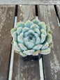 Echeveria Setosa Fuzzy Succulent Rosette | Hairy Blue Live Plant (2-inch Pot)