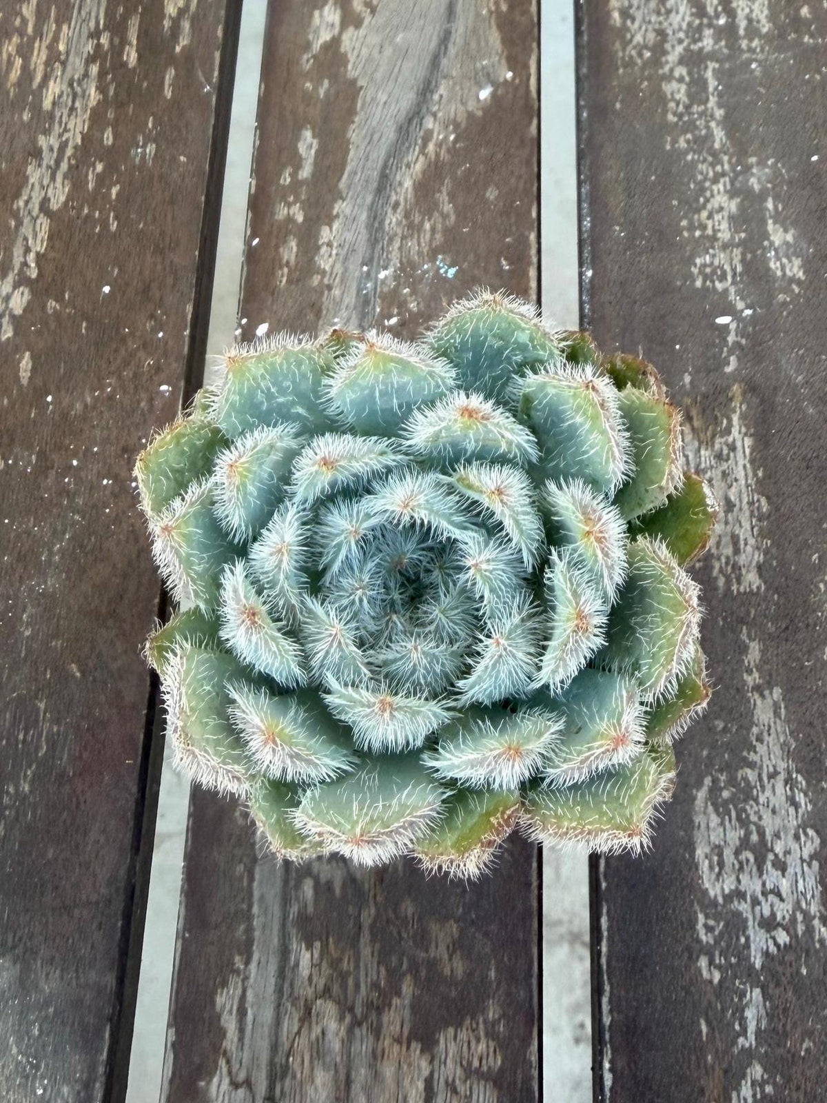 Echeveria Setosa Fuzzy Succulent Rosette | Hairy Blue Live Plant (2-inch Pot)
