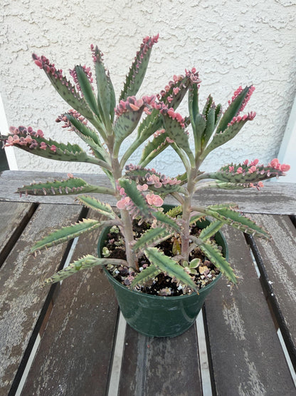 Kalanchoe Pink Butterflies 4” | Rare Succulent Plant | Variegated Pink Leaves | Live Succulent | Easy Care Plant | Unique Pink Succulent