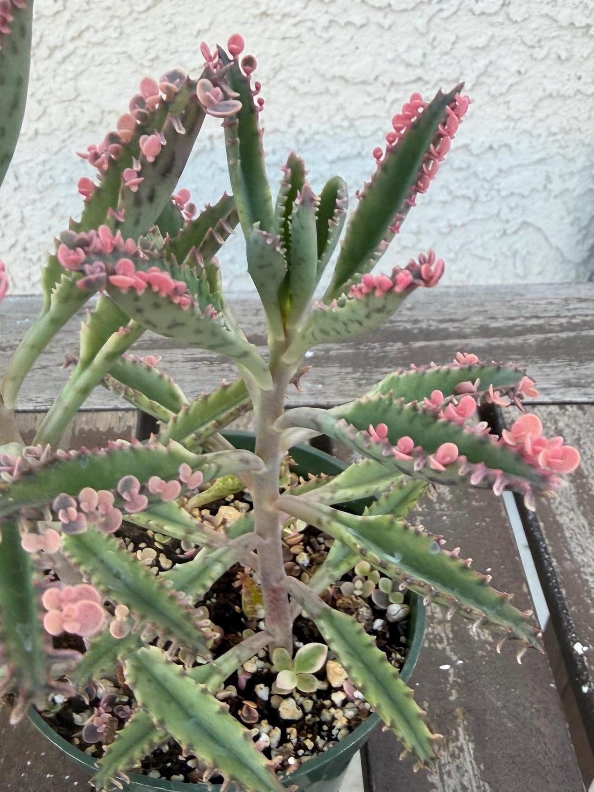 Kalanchoe Pink Butterflies 4” | Rare Succulent Plant | Variegated Pink Leaves | Live Succulent | Easy Care Plant | Unique Pink Succulent