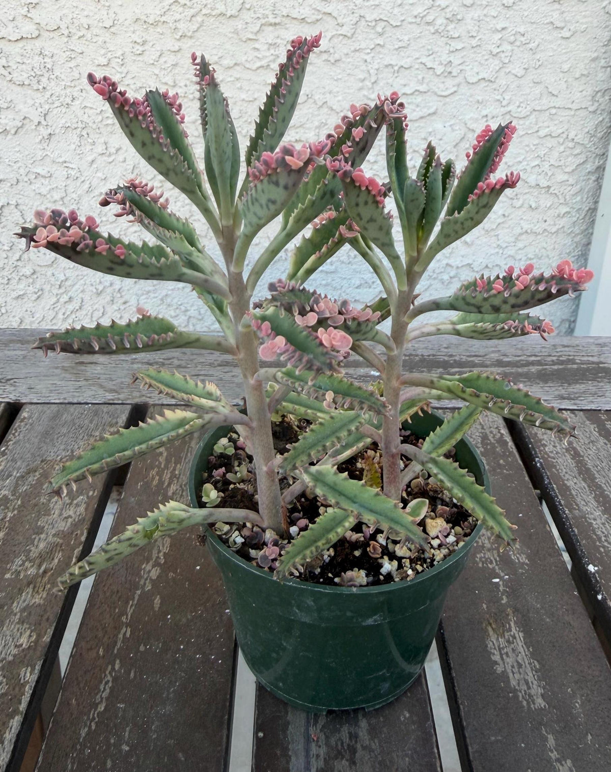 Kalanchoe Pink Butterflies 4” | Rare Succulent Plant | Variegated Pink Leaves | Live Succulent | Easy Care Plant | Unique Pink Succulent