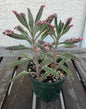Kalanchoe Pink Butterflies 4” | Rare Succulent Plant | Variegated Pink Leaves | Live Succulent | Easy Care Plant | Unique Pink Succulent