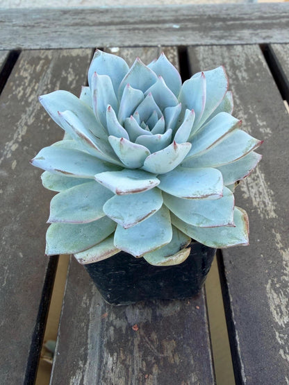 Echeveria Arctic Ice – 2” Pot | Rare Frosted Succulent | Powdery Blue Rosette | Live Plant | Collector Variety