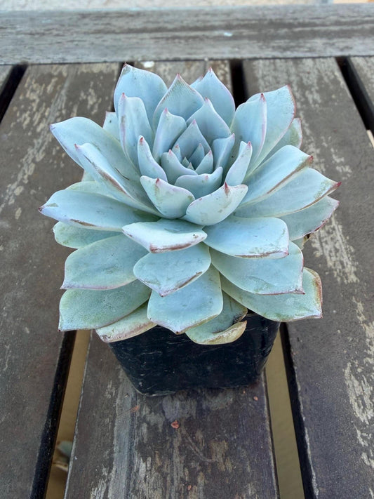 Echeveria Arctic Ice – 2” Pot | Rare Frosted Succulent | Powdery Blue Rosette | Live Plant | Collector Variety