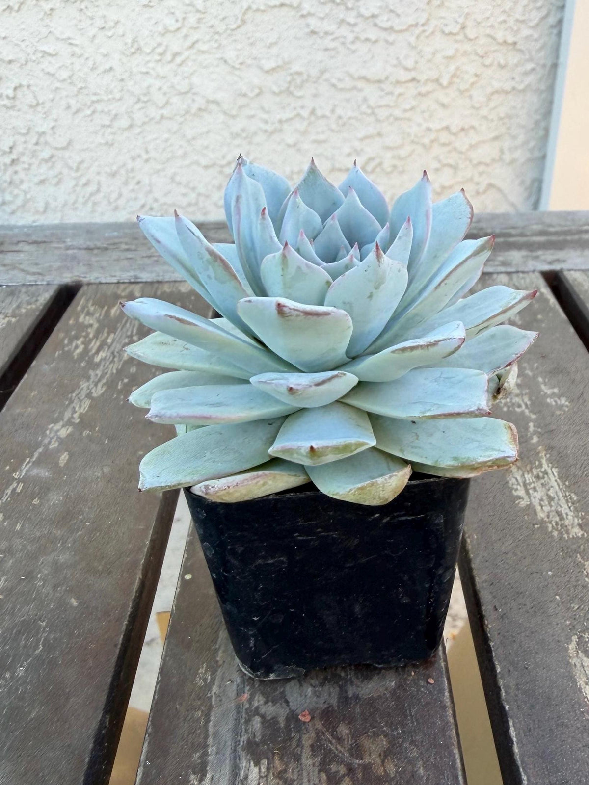 Echeveria Arctic Ice – 2” Pot | Rare Frosted Succulent | Powdery Blue Rosette | Live Plant | Collector Variety