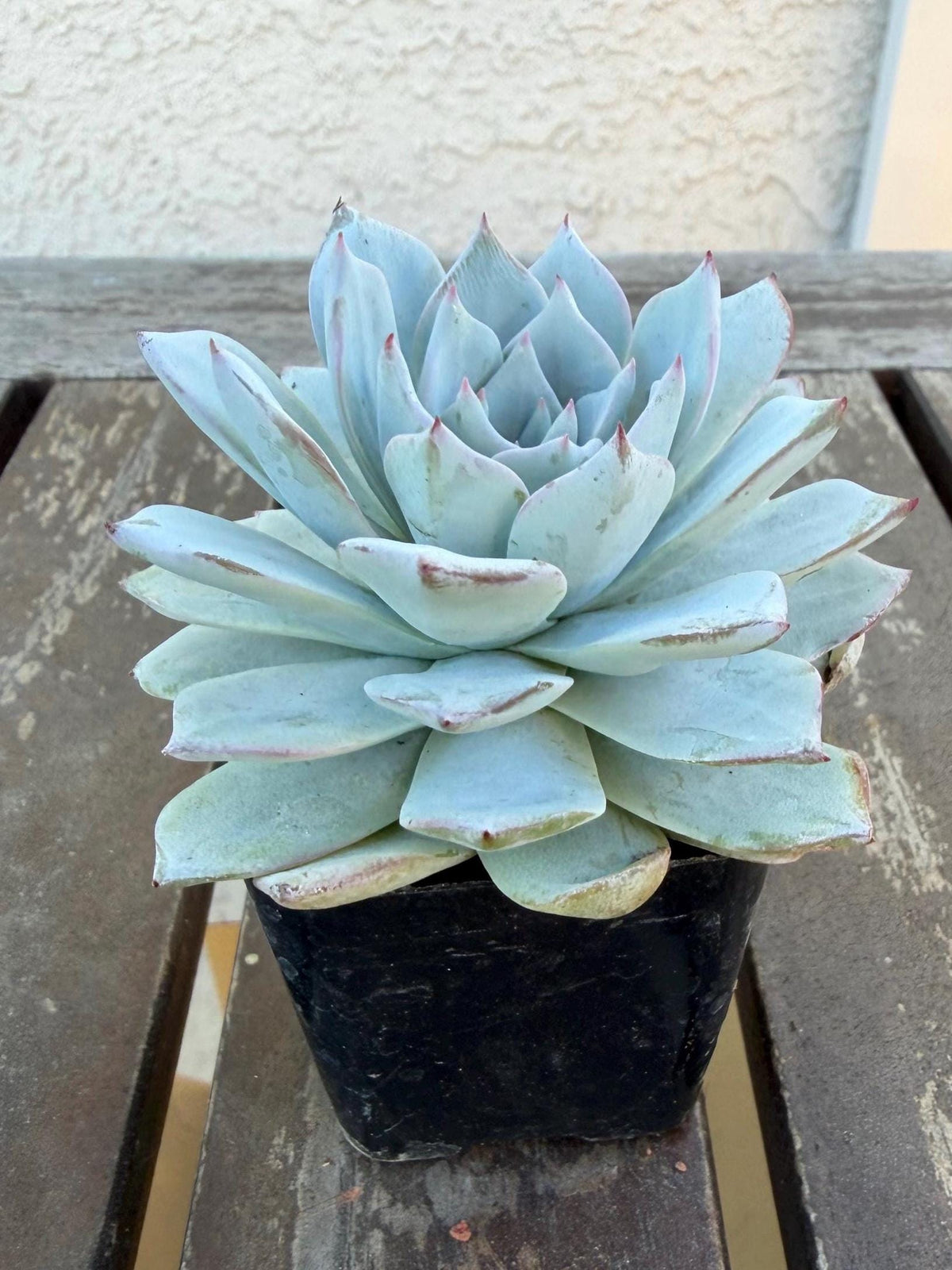 Echeveria Arctic Ice – 2” Pot | Rare Frosted Succulent | Powdery Blue Rosette | Live Plant | Collector Variety