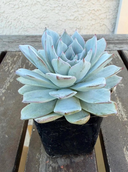 Echeveria Arctic Ice – 2” Pot | Rare Frosted Succulent | Powdery Blue Rosette | Live Plant | Collector Variety