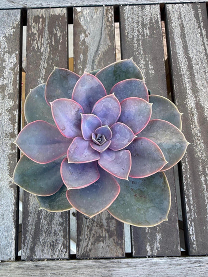 Echeveria Perle von Nurnberg – 6” Large Plant | Pastel Lavender Rosette | Live Succulent | Easy Care Indoor Plant