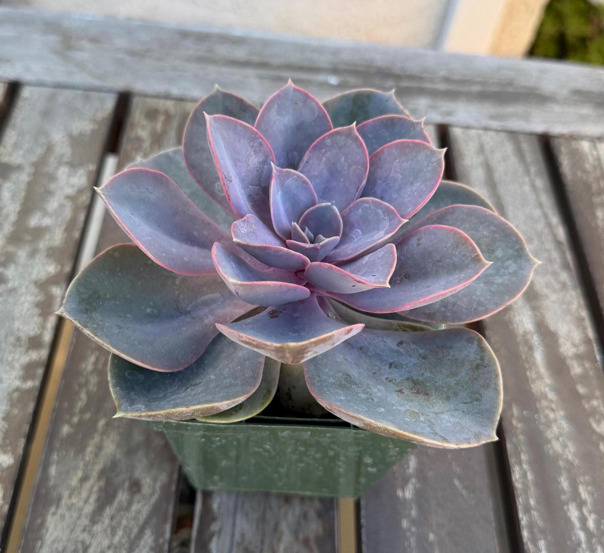 Echeveria Perle von Nurnberg – 6” Large Plant | Pastel Lavender Rosette | Live Succulent | Easy Care Indoor Plant